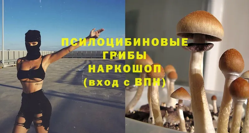 Псилоцибиновые грибы Psilocybe  цены   kraken сайт  Бабушкин 